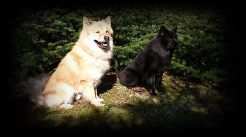 Eurasier Hund