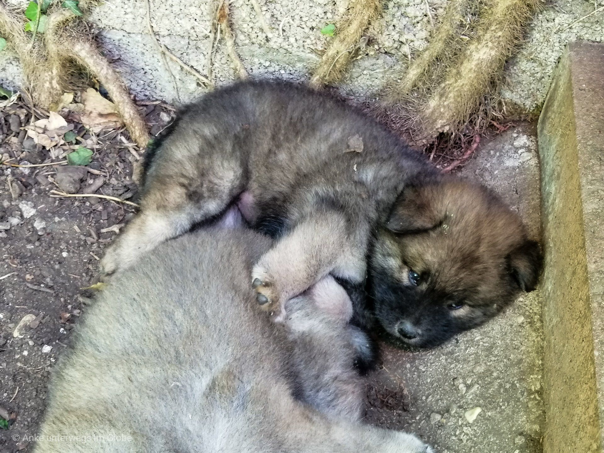 Eurasier Hund Welpen