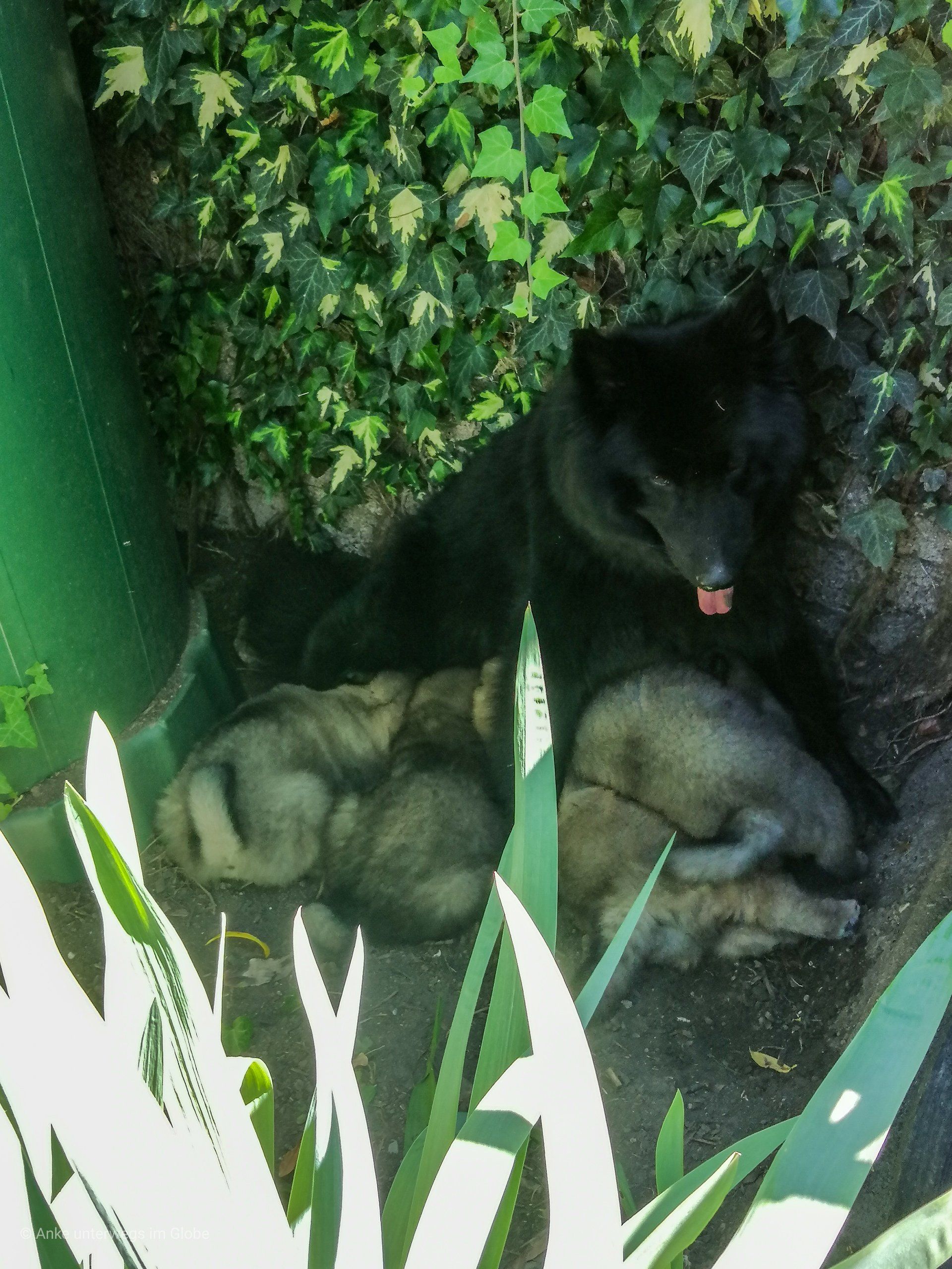 Eurasier Welpen Hund