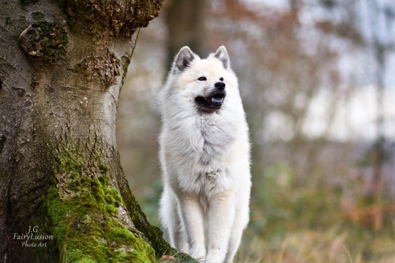 Eurasier Hund