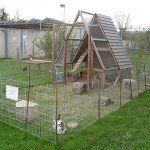 Tierheim Andernach - Kleintiere