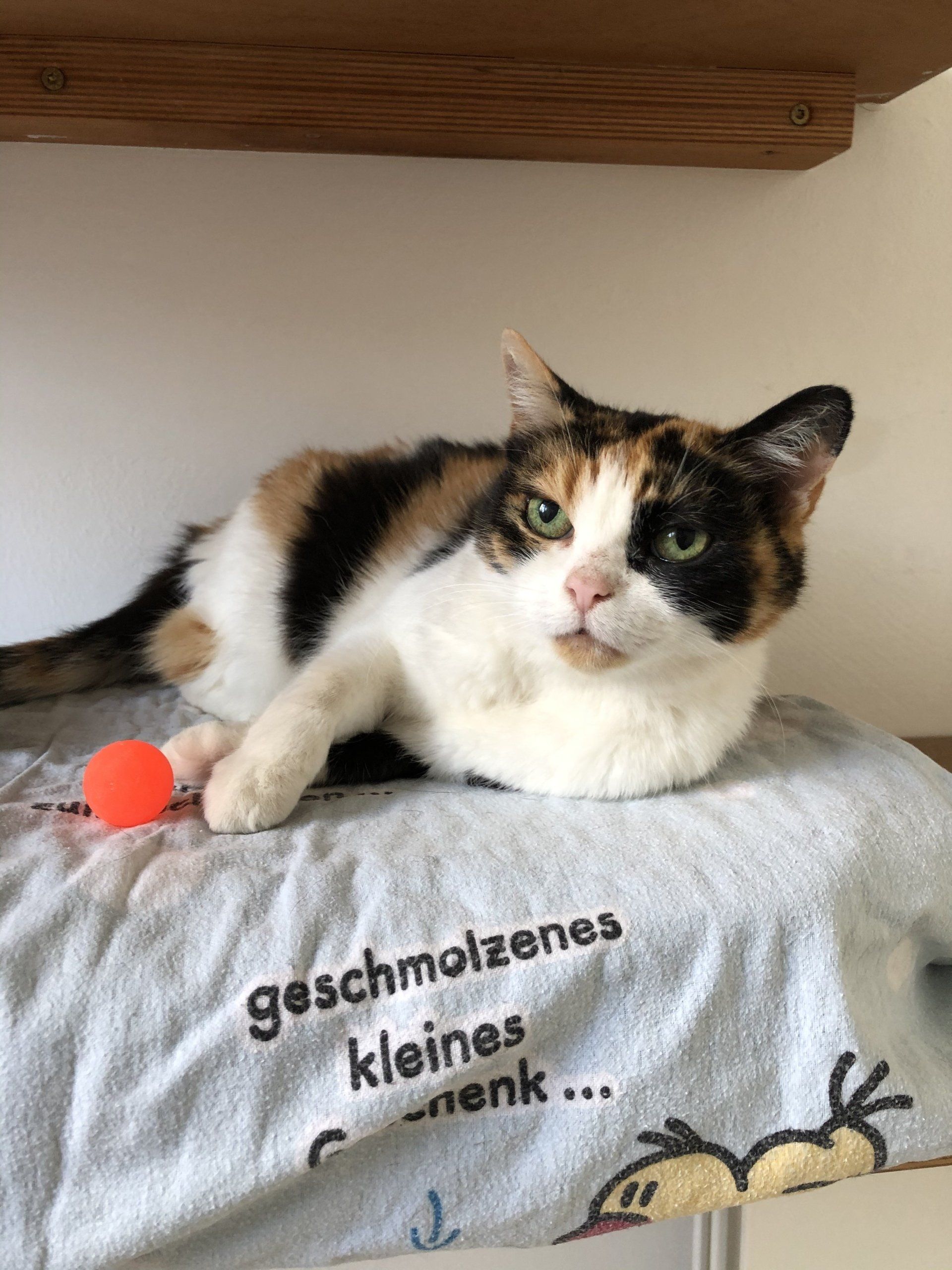Kater Luca im Tierheim Andernach