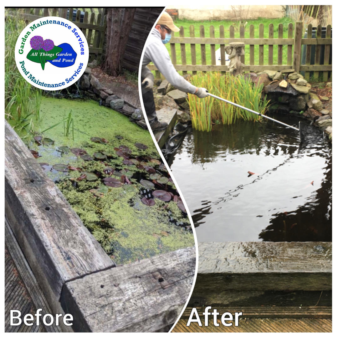 Wildlife Pond Cleaning