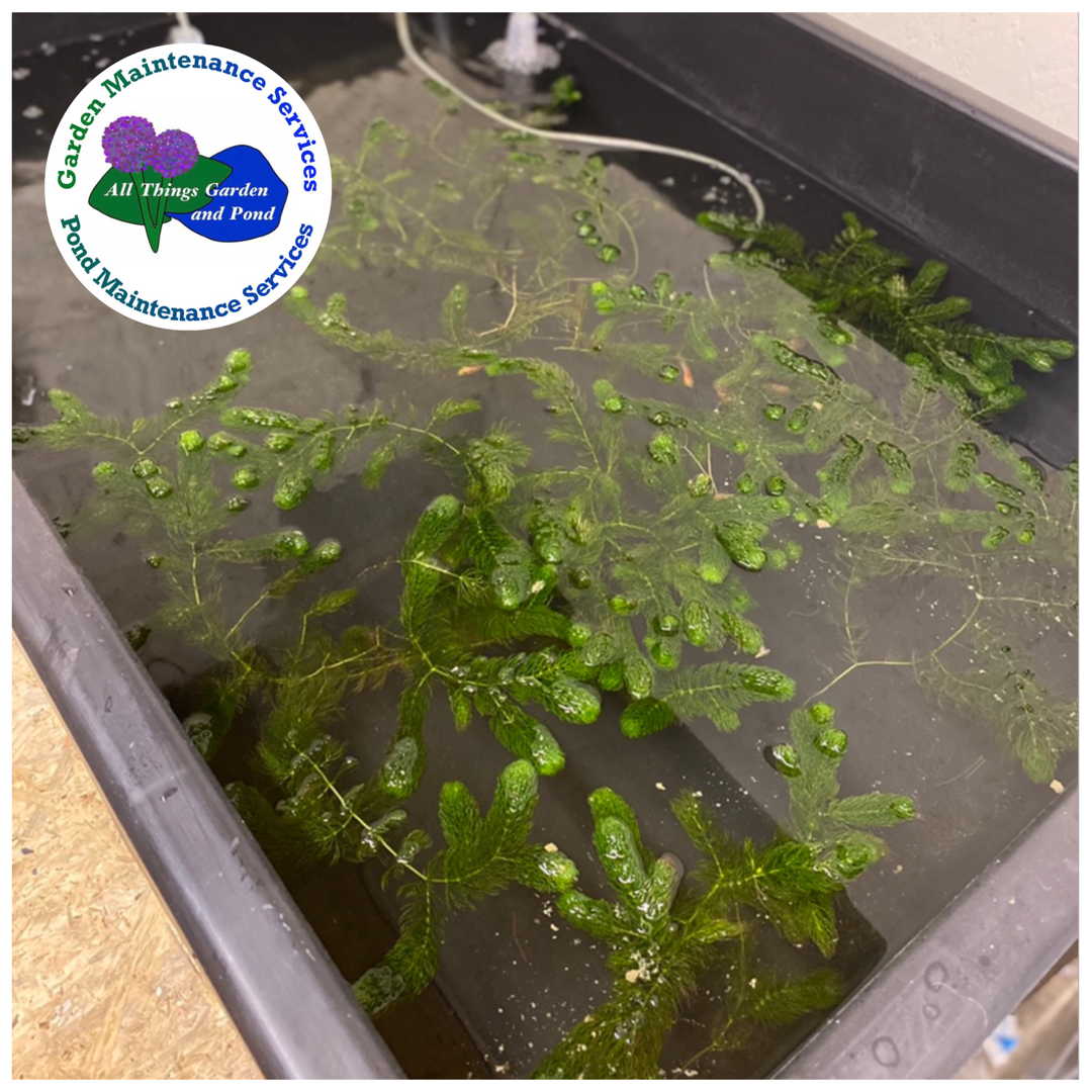 Oxygenating Pond Plant