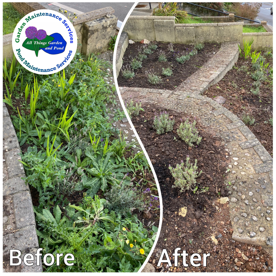 Plant Boarder Tidy