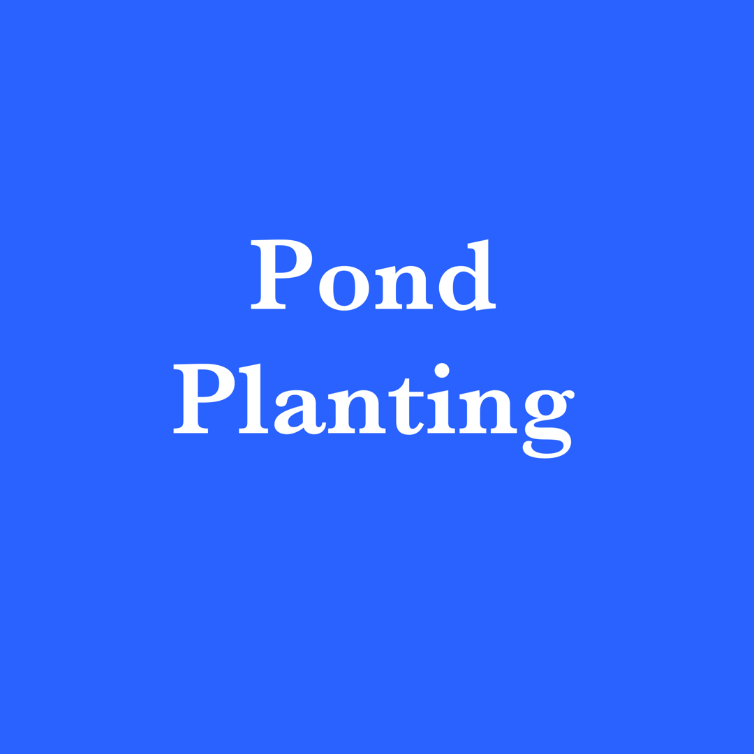 Pond Planting