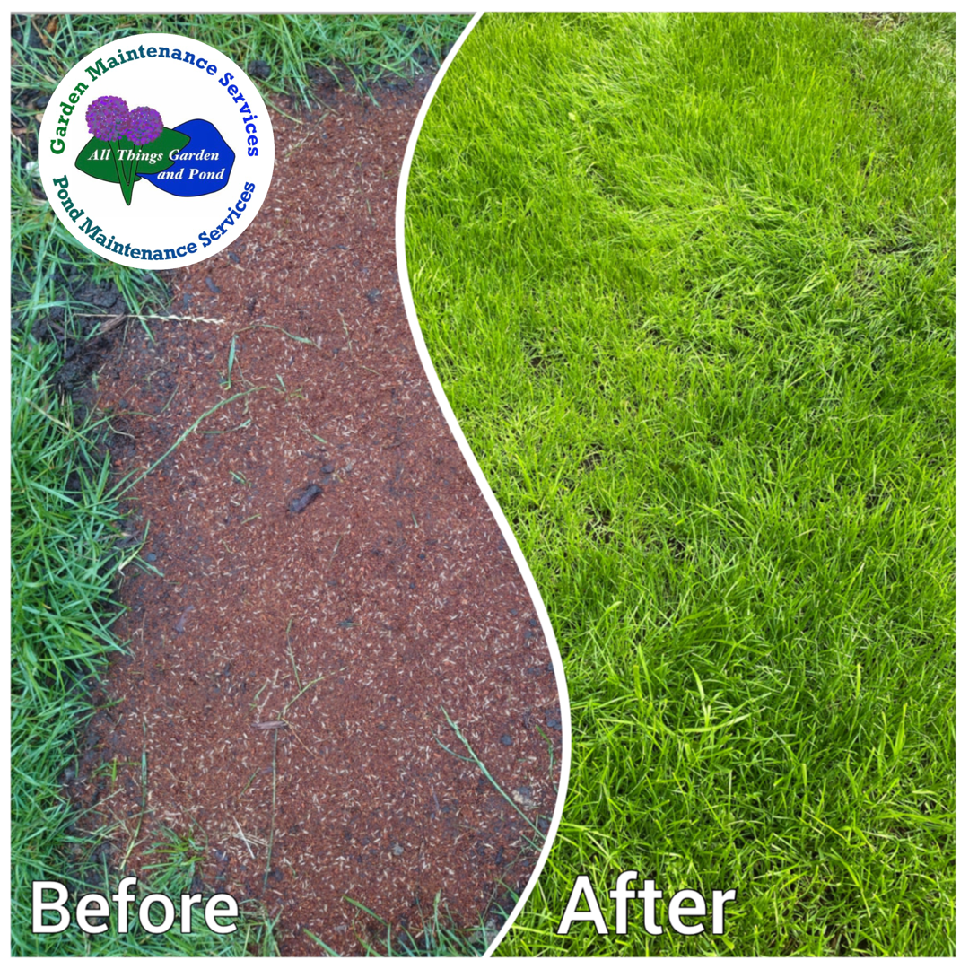 Grass Seeding Bristol