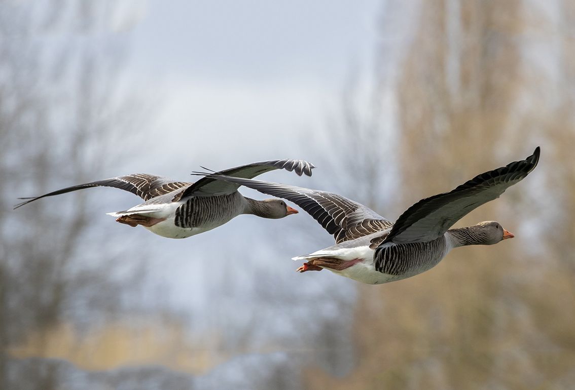 Termine für Gruppensitzungen Trauma-Heilung Termine für Gruppensitzungen Trauma-Heilung
