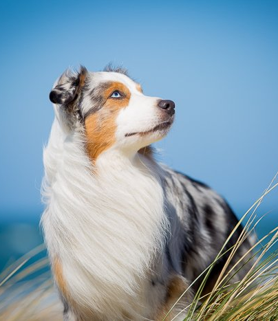 Faro Lazerta Linea de Vita Mini Aussie