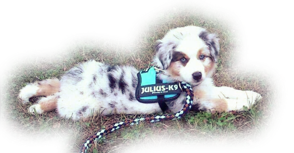 Faro Lazerta Linea de Vita Mini Aussie