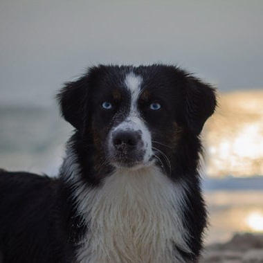 Lazertas Lana Lazerta Linea de Vita Mini Aussie