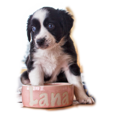 Faro Lazerta Linea de Vita Mini Aussie