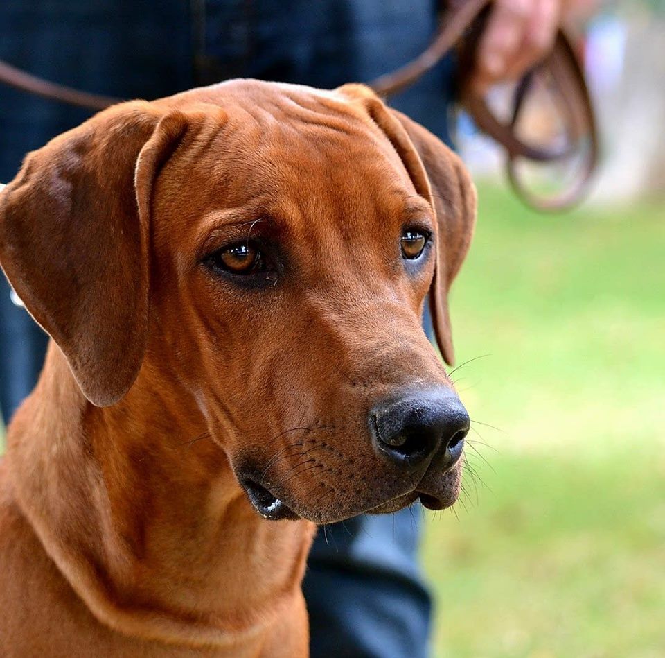 Elevage du Clos Bhakti : Rhodesian Ridgeback en Périgord