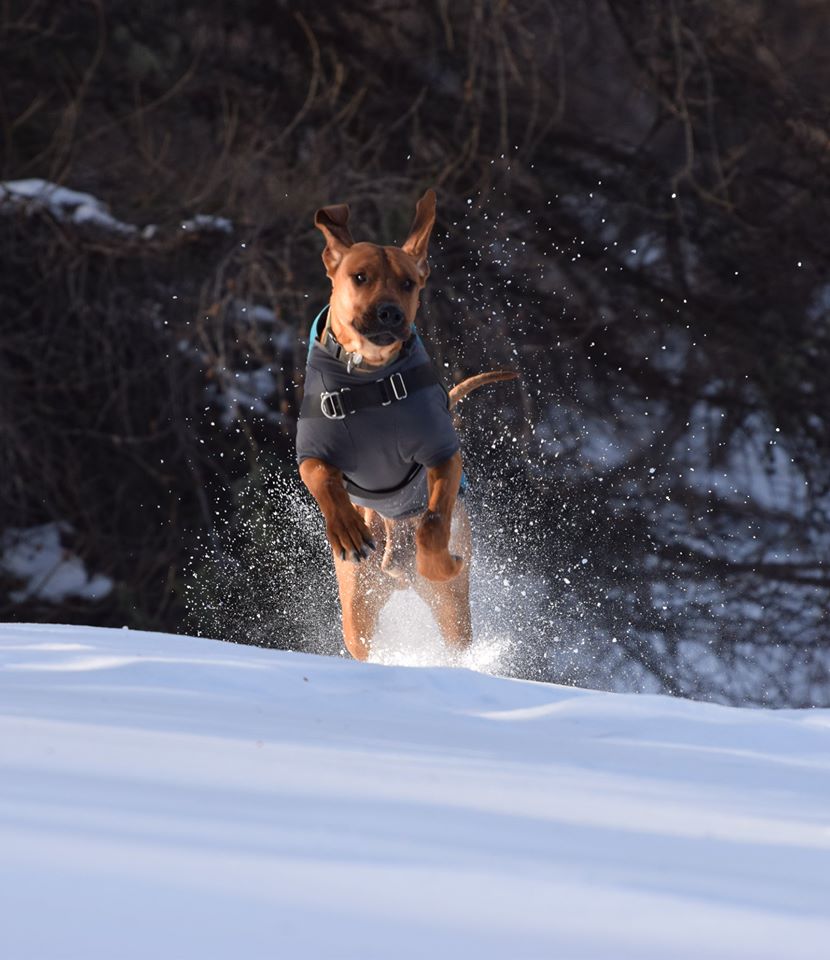 Elevage du Clos Bhakti : Rhodesian Ridgeback en Périgord
