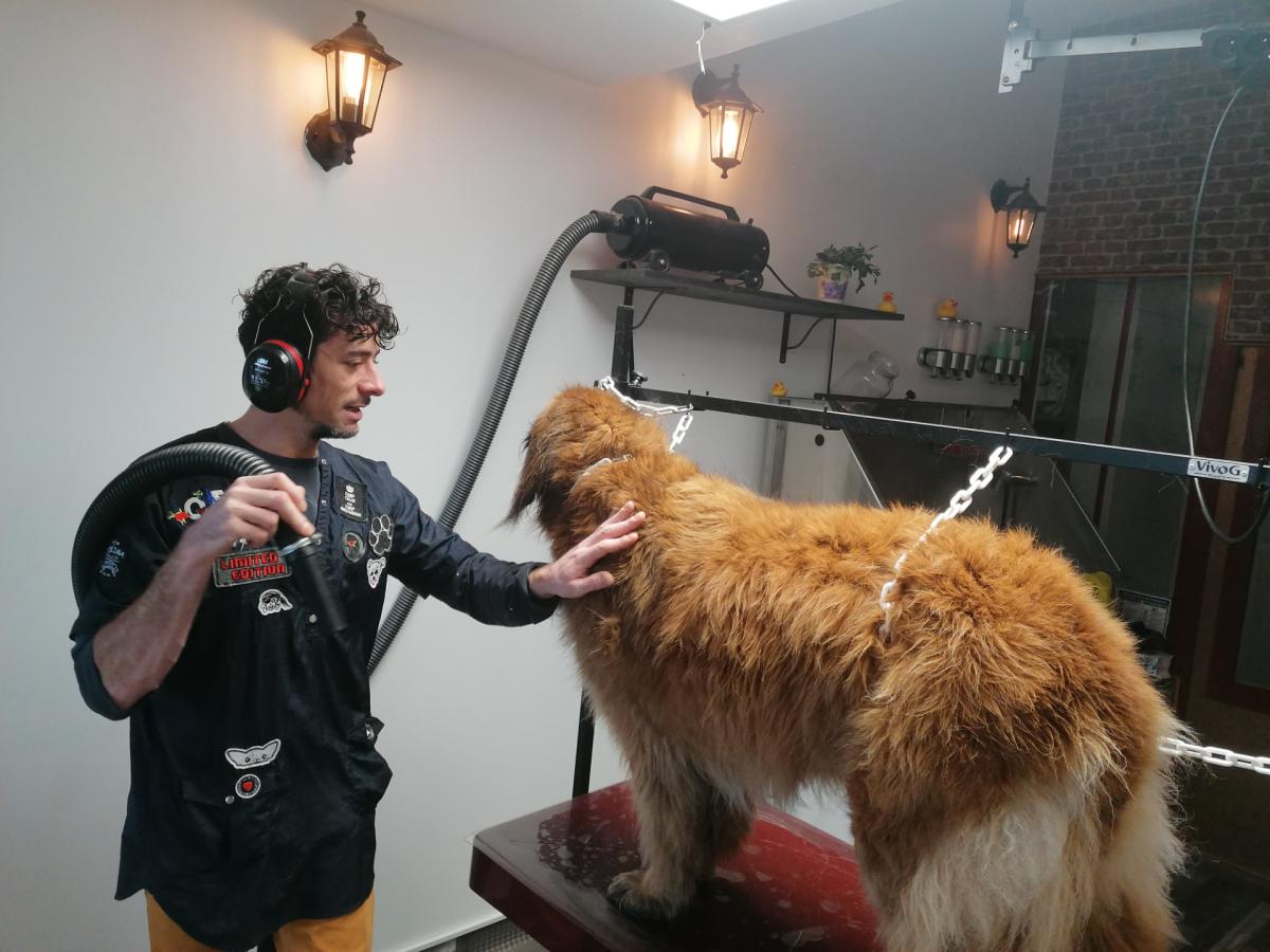 toilettage la rochelle