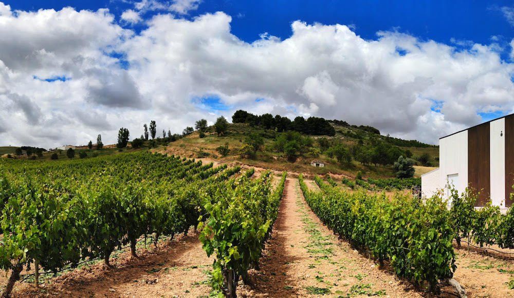 Viñedos en la DO Ribera del Duero.