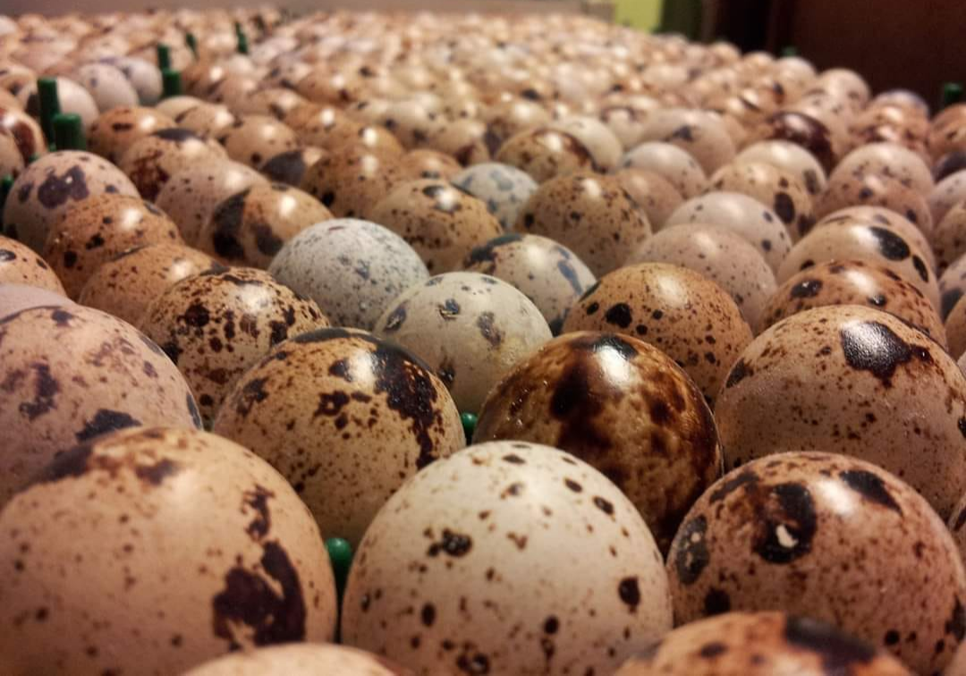 Photo by: Wachteln Seramas