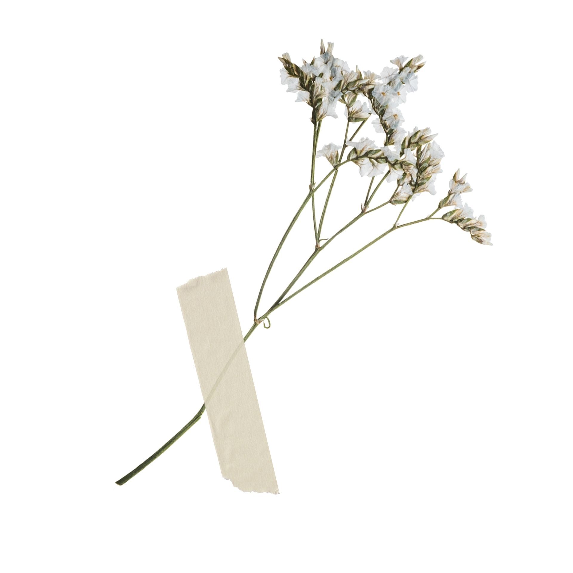 Getrocknete Blume mit Klebestreifen