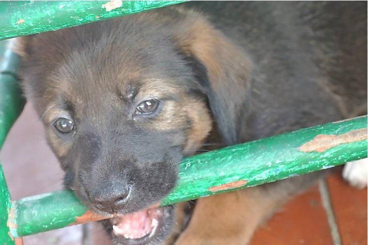 Mi perro muerde los muebles