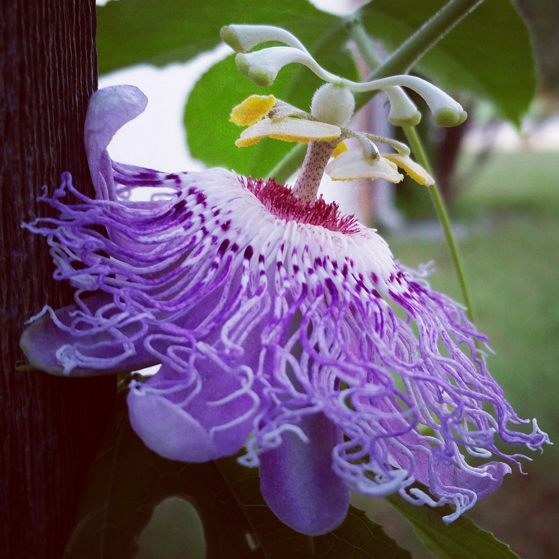 Passionflower © Ingrid B. Skarstad Williams All Rights Reserved