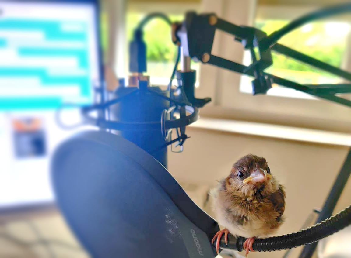 Dolmetschen von Videokonferenzen Videokonferenz-Dolmetschen