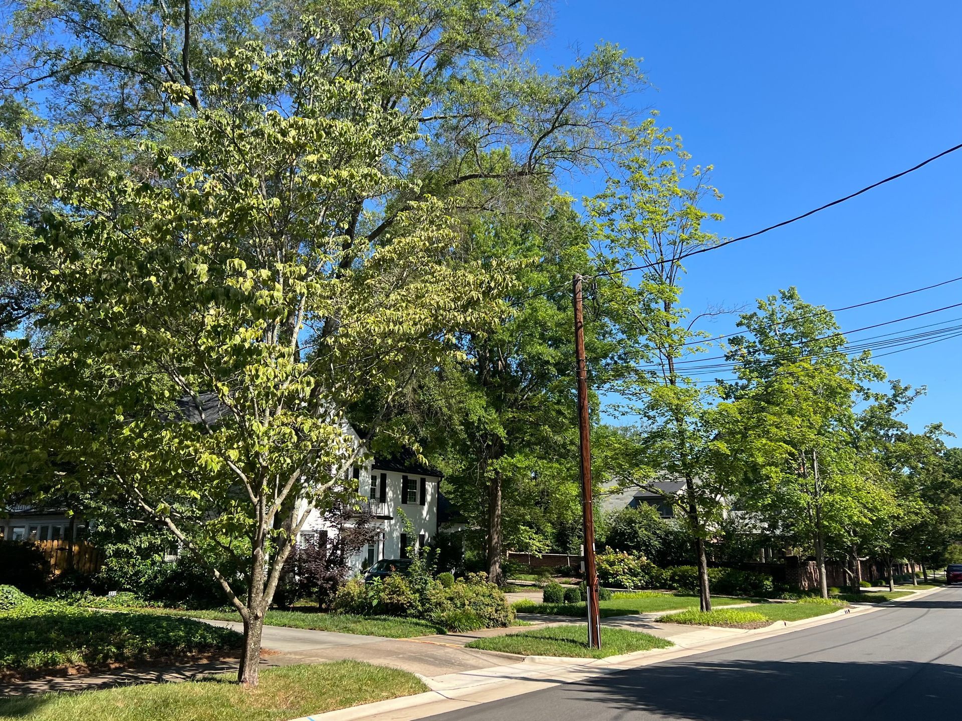 Buena Vista Neighborhood Streets