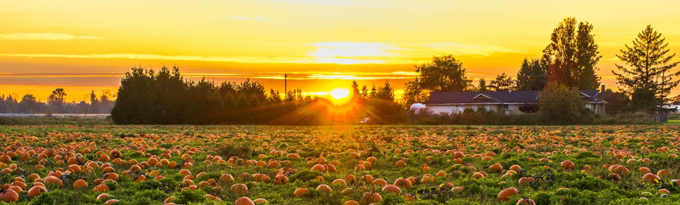 Pumpking Patch Winston Salem