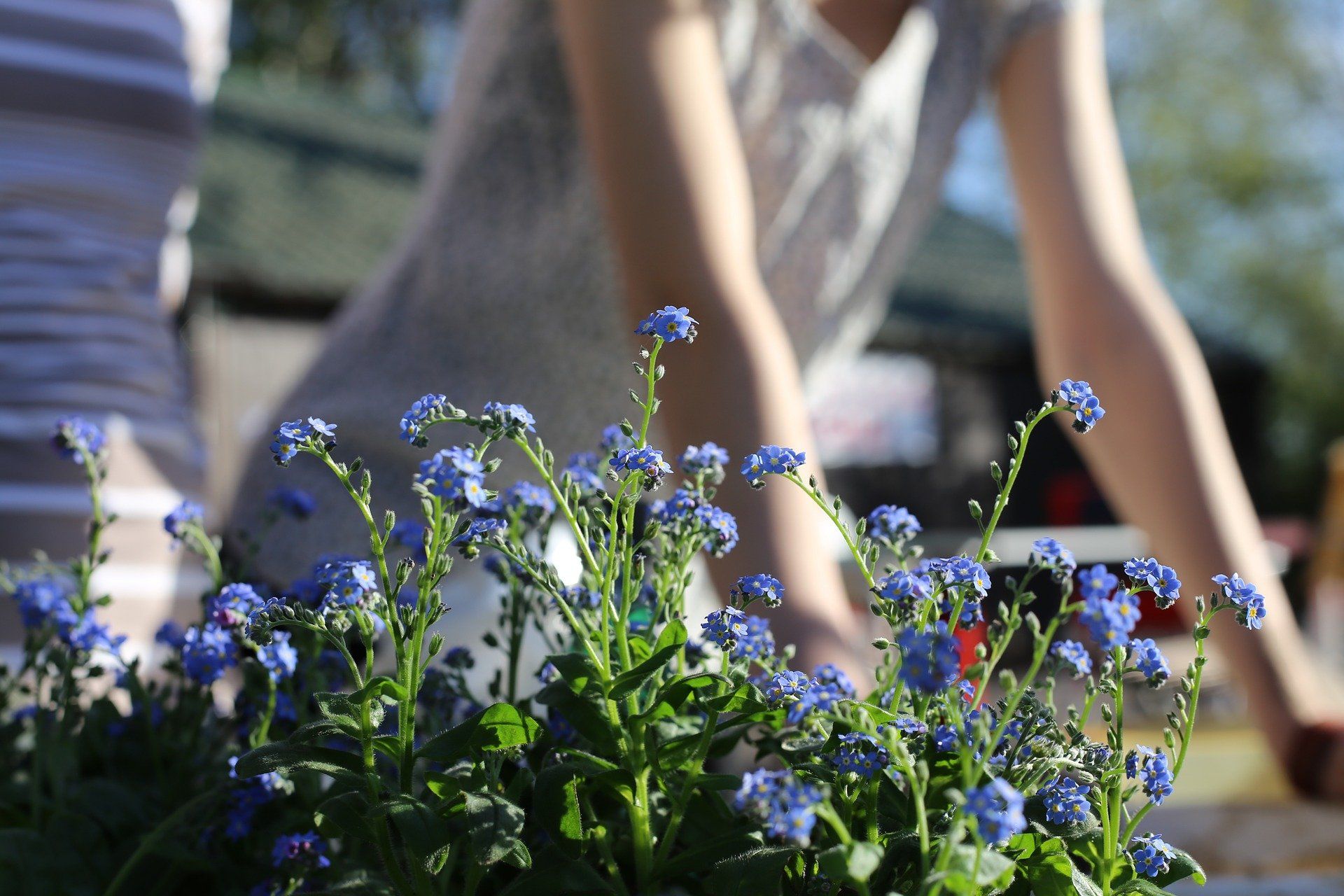 Non-descript photo of gardener with flowers