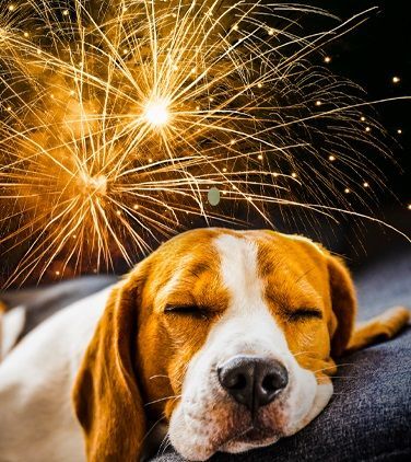CBD Öl für Hunde
