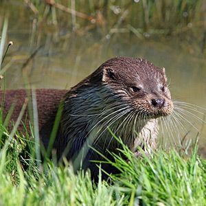 La Loutre d’Europe est un mammifère carnivore semi- aquatique. Elle occupe l’ensemble du Marais poitevin et de ses affluents. Le Parc installe des passages à loutres sous les routes ou les ponts pour assurer la continuité écologique des milieux aquatiques et ainsi éviter les collisions routières. Eckert
