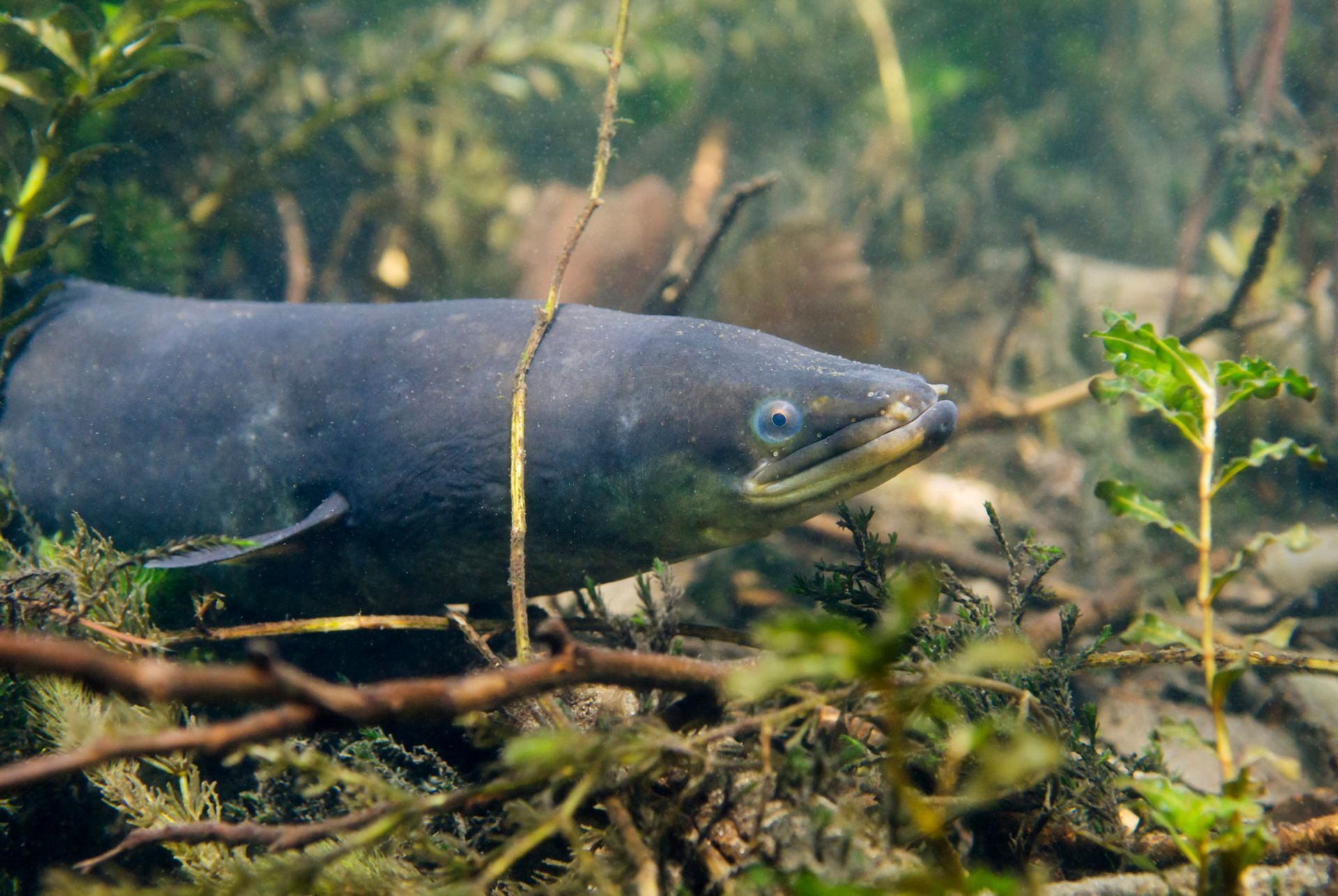 Nées dans la mer des Sargasses, les larves d’Anguille sont portées par les courants marins jusque sur la côte atlantique. Elles se transforment en civelles avant de gagner les milieux aquatiques littoraux et remonter les fleuves et leurs affluents. Autrefois abondante en France métropolitaine, l’Anguille reste très présente dans le Marais poitevin qui joue un rôle majeur dans sa préservation. Eckert