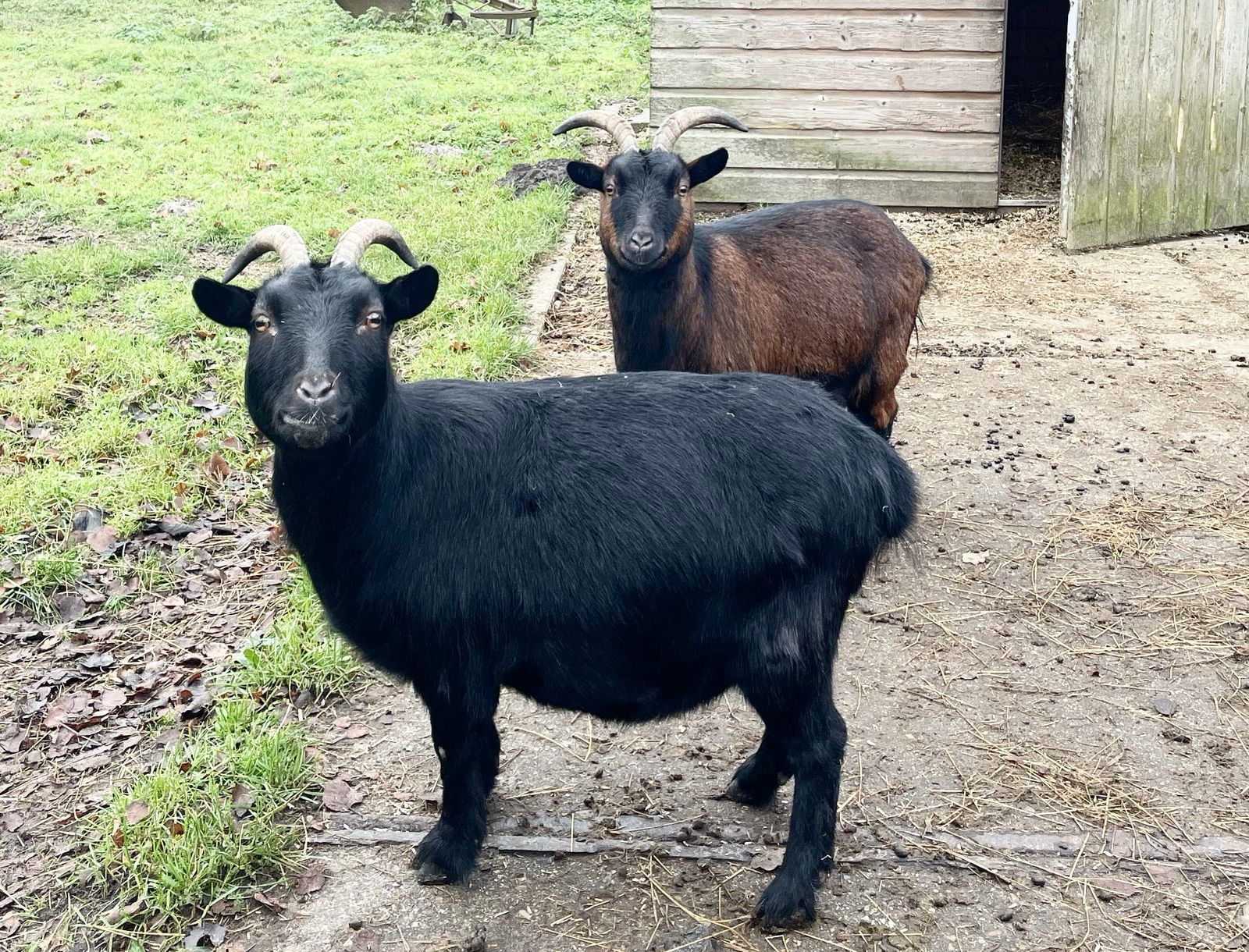 Immer hungrige Ziegen im Park