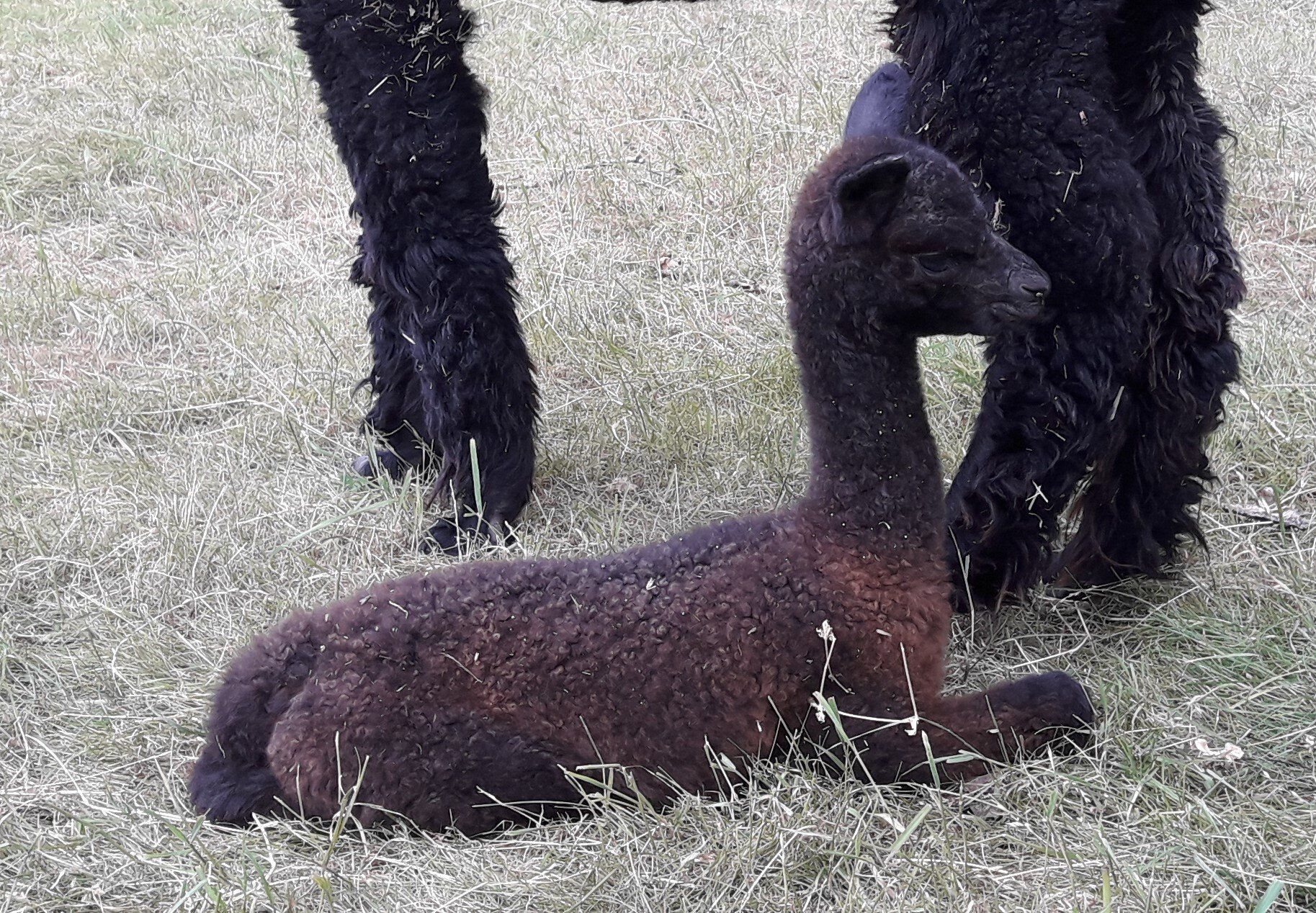 Hengstfohlen geb.21.7.20; Mutter SUN Maddy