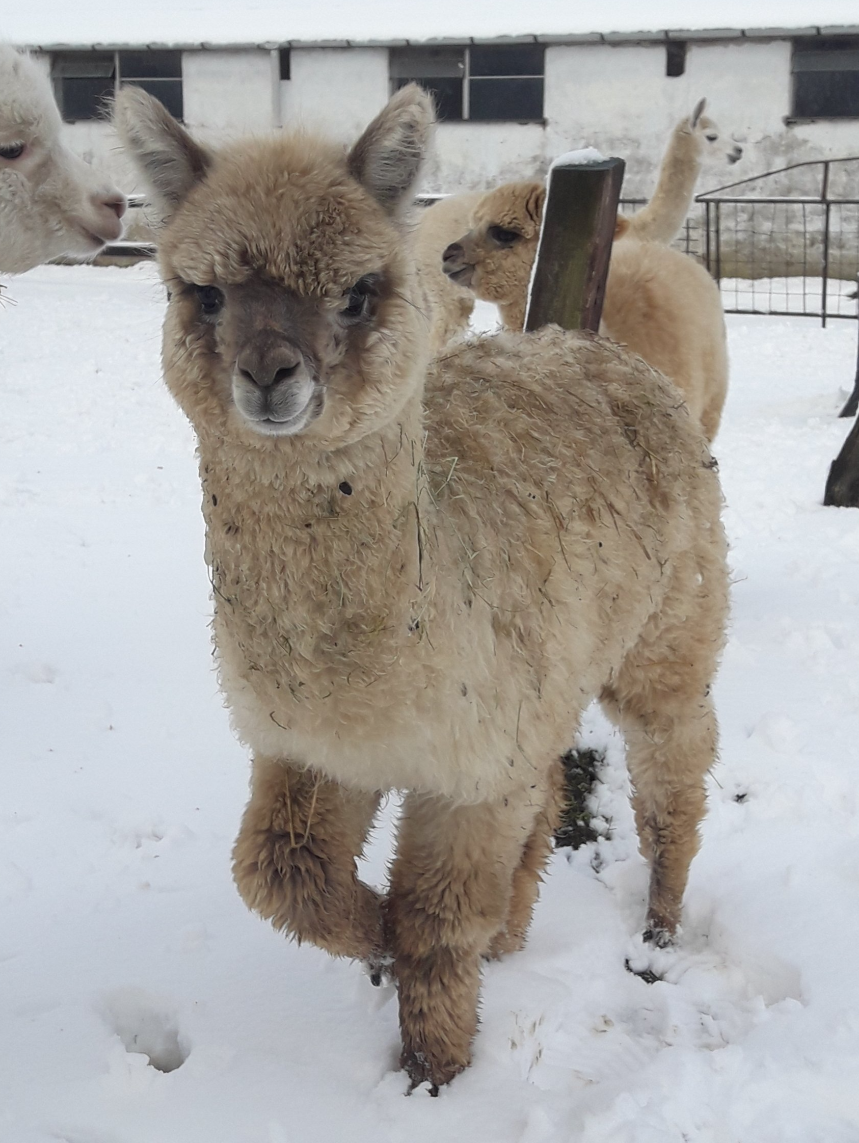 Stutfohlen geb.25.7.20, Mutter SUN Mia