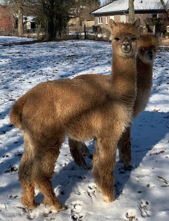 SUN Signor Karlos, geb.1.8.18, Mutter SUN Milfina