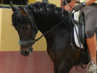 Doma de caballos Doma de caballos