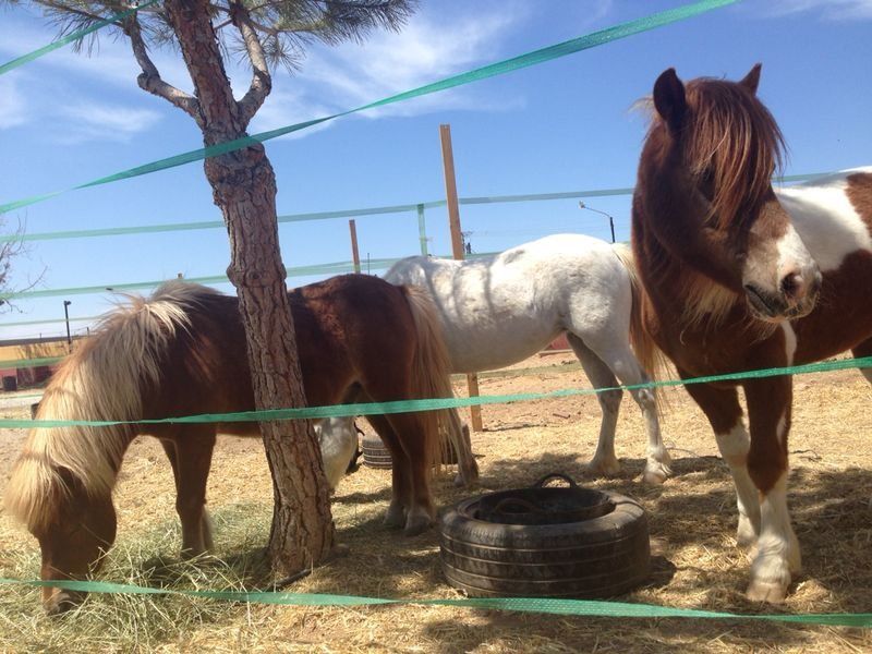 Escuela de equitación Escuela de equitación