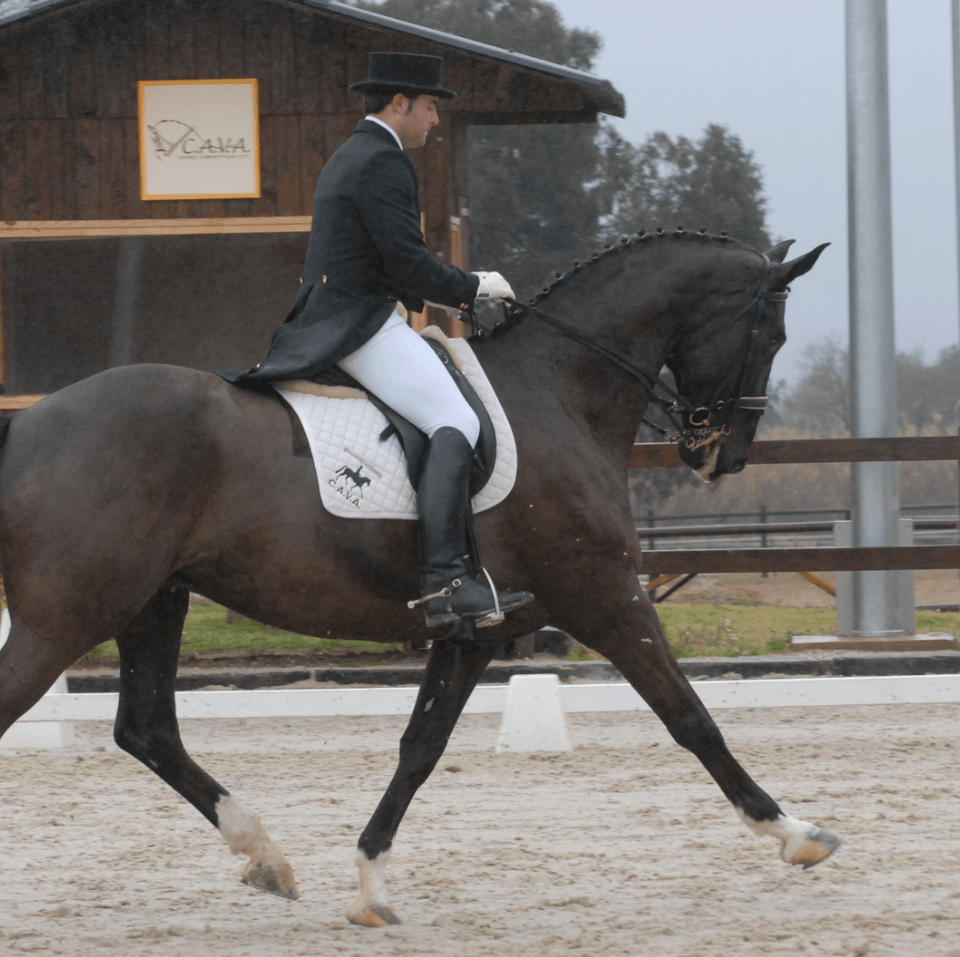 CENTRO HÍPICO CABALLOS NAVARRO. FERNANDO NAVARRO