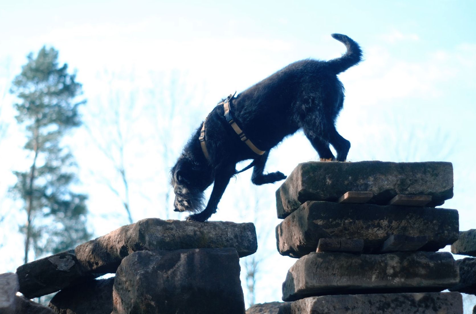 Auslastung Degility Hund