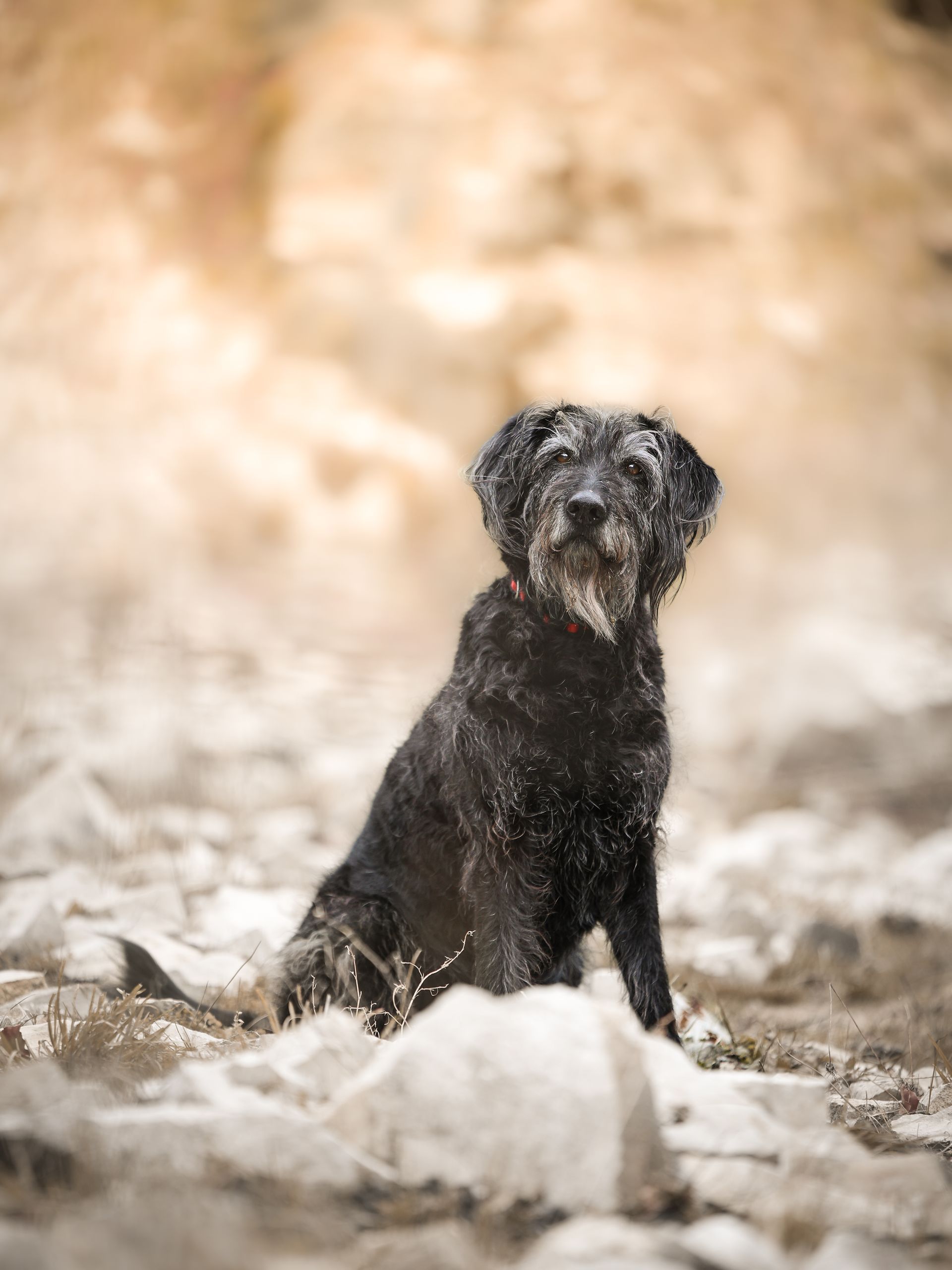 im Kontakt zu Deinem Hund