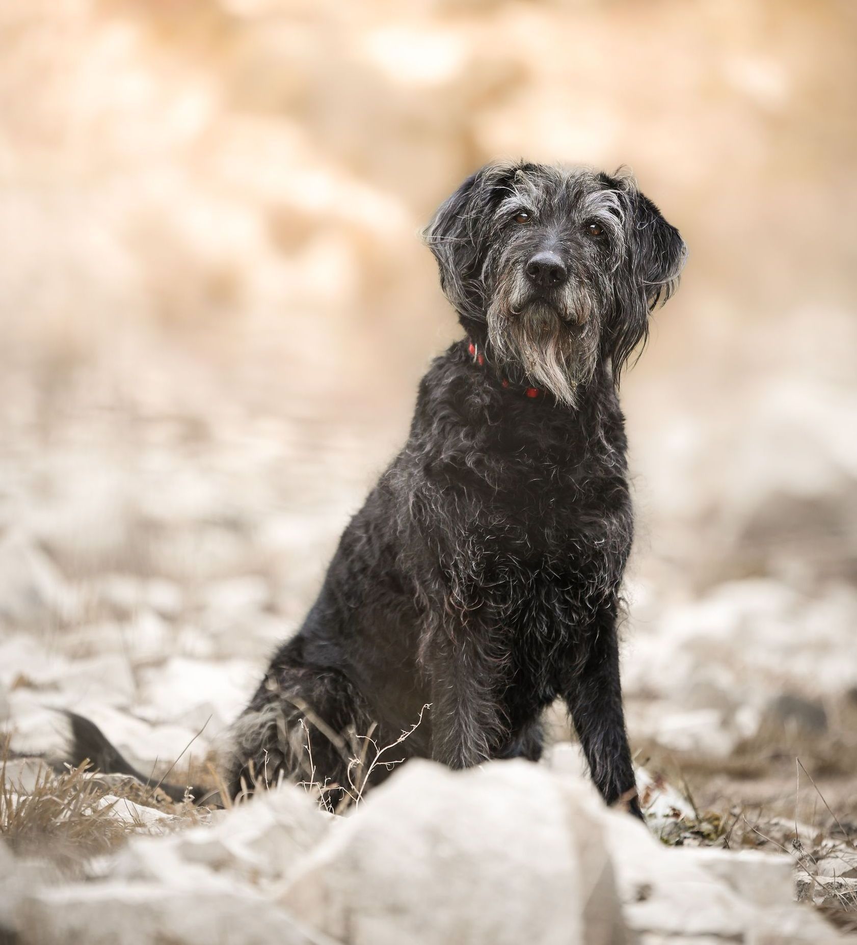 im Kontakt zu Deinem Hund