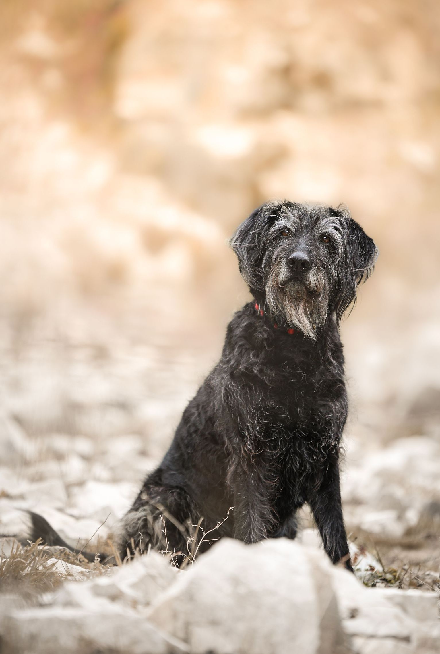 Aufmerksamkeitslenkung Ansprechbarkeit Hund