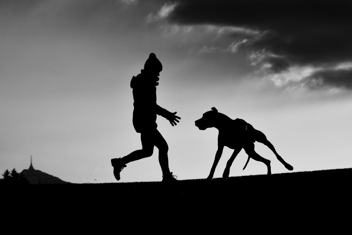 Individuelle Inhalte für Sie und Ihren Hund Einzelkurse