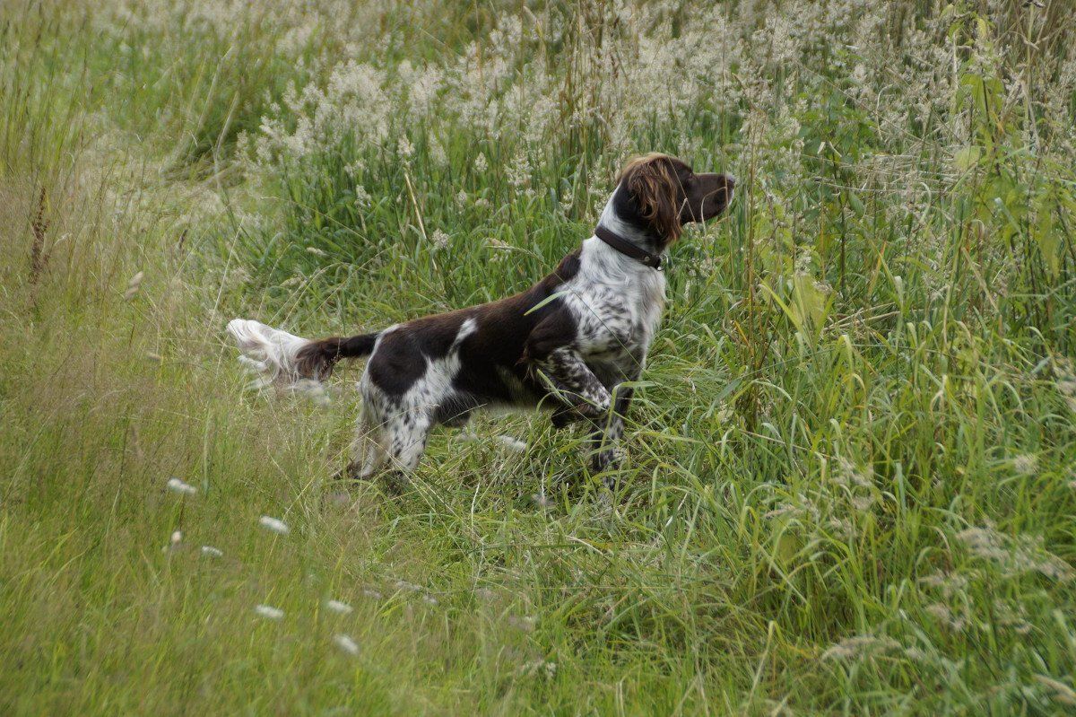 Jagd-Kontrolltraining ( Jagd-Kontrolltraining (