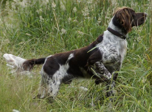 Jagd-Kontroll-Training, 14.10.2025, 17:00 Uhr