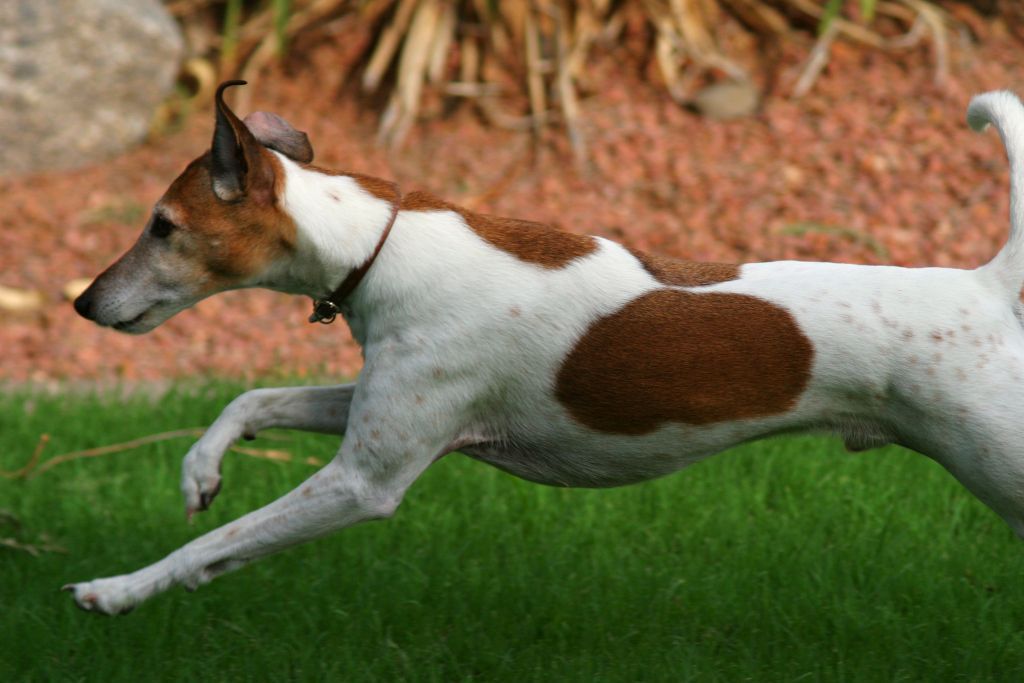 Longieren mit Hund Longieren mit Hund