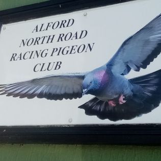 Alford Racing Pigeon Club
