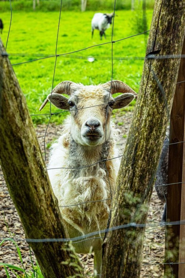 Eine Ziege mit Hörnern steht hinter einem Drahtzaun. Im Hintergrund weidet ein weitere Ziege.