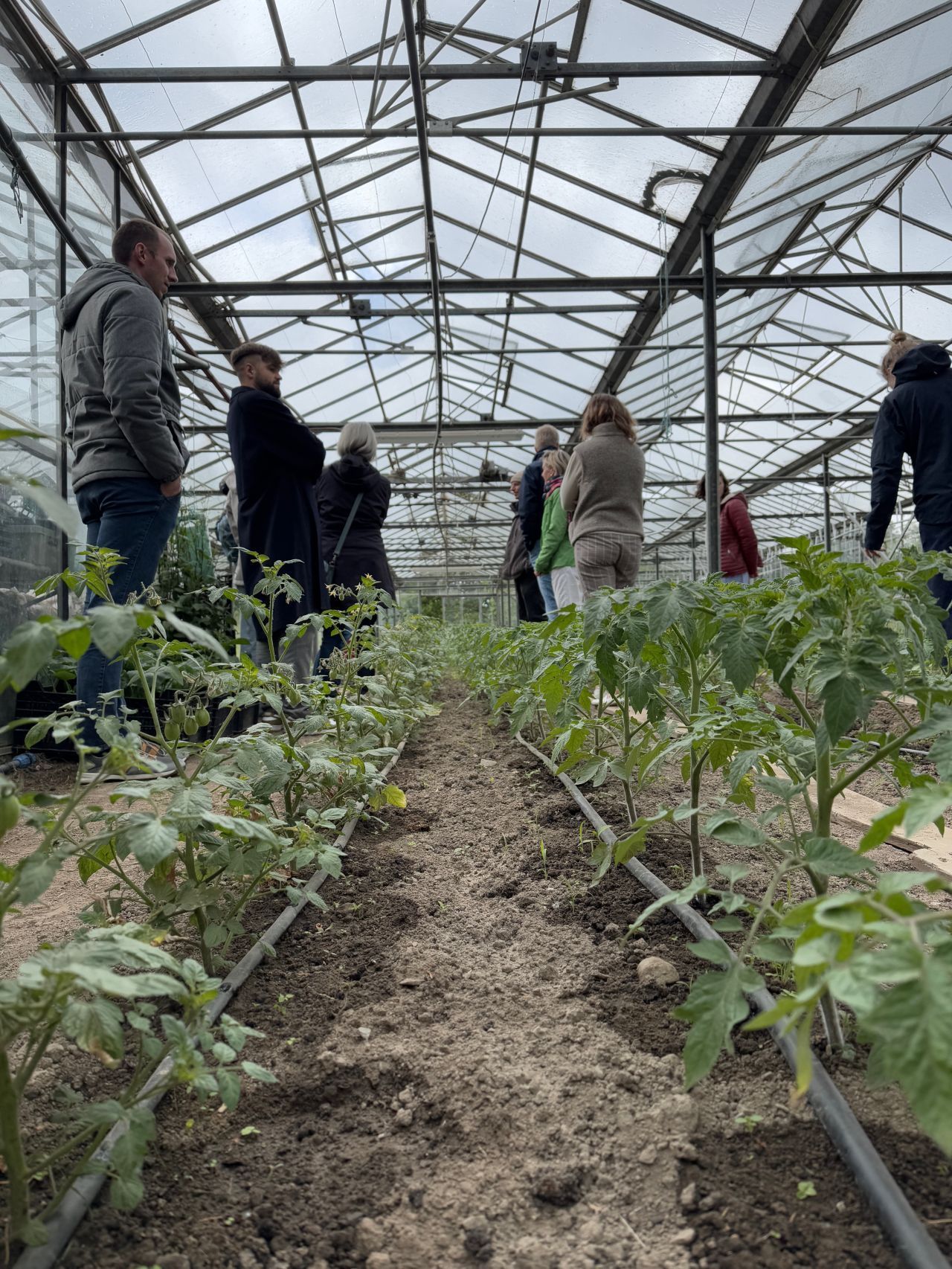 Besichtigung des Gewächshauses des Hofes. Die Kamera hat die Perspektive der wachsenden Tomaten eingenommen