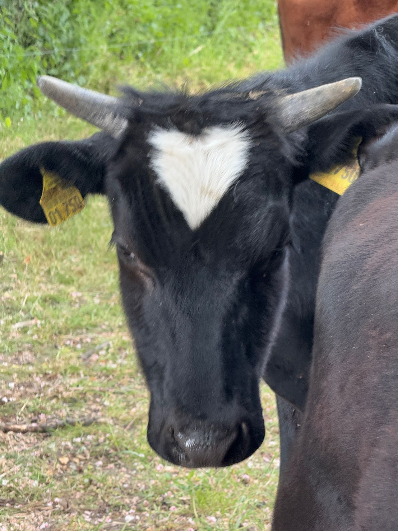 Ein Bild von einem Kuhkopf. Die Kuh schaut in die Kamera und hat ein weißes Herz aus Fell auf dem Kopf.